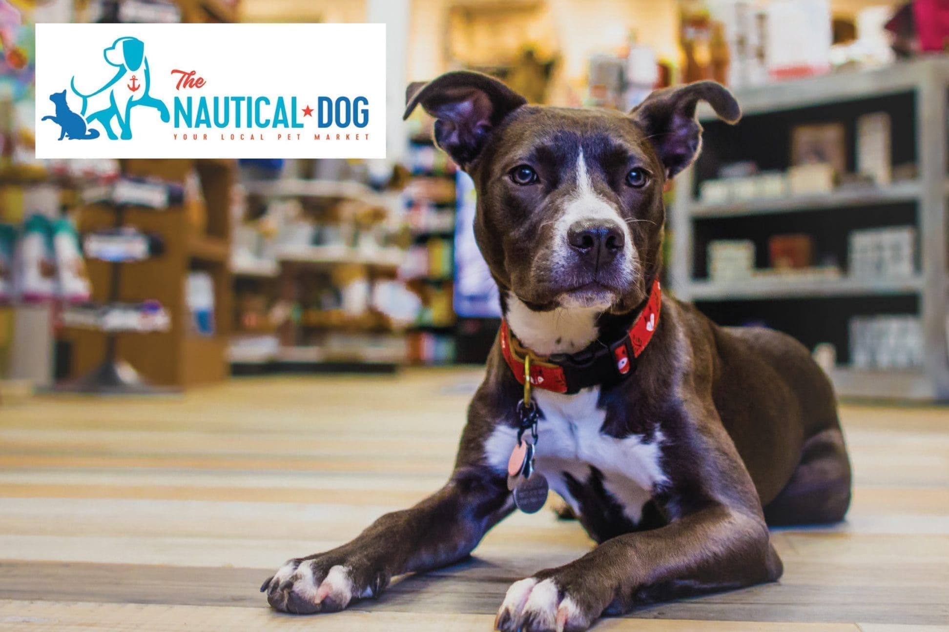 Nautical Dog